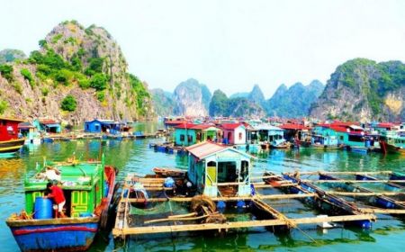 Hn - Hạ Long 2N1Đ - Ngủ Tàu Golden Star 3 Sao